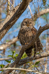 owl on tree