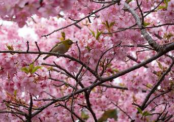 メジロと桜