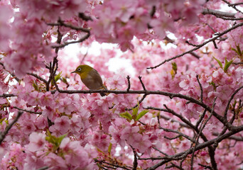 メジロと桜