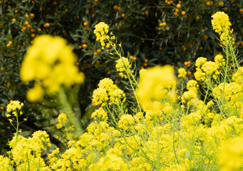 菜の花