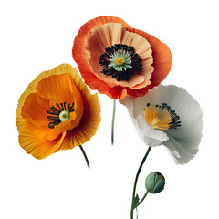 isolated orange poppy flowers, spring, illustration, transparent background, png, generative ai