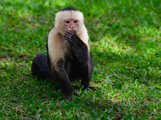 White-faced Capuchin Monkey portrait on green grass