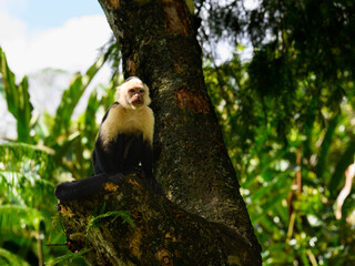 White-faced Capuchin Monkey sitting in tree