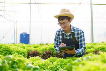 Young Asian smart farmer working with smart agriculture organic hydroponic vegetable greenhouse, Butterhead Lettuce, Green Oak, Red Oak for vegan salad.