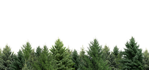 Many different coniferous trees on white background