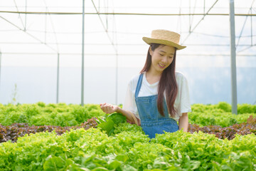 Obraz premium Young Asian smart farmer working with smart agriculture organic hydroponic vegetable greenhouse, Butterhead Lettuce, Green Oak, Red Oak for vegan salad.