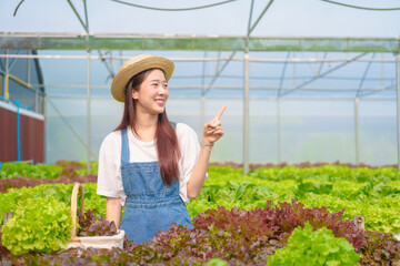Young Asian smart farmer working with smart agriculture organic hydroponic vegetable greenhouse, Butterhead Lettuce, Green Oak, Red Oak for vegan salad.