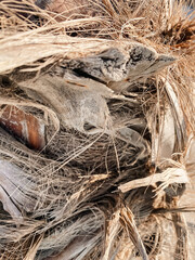 View of dry grass at sea resort, closeup