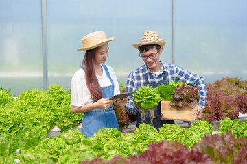 Young Couple husband and wife Asian smart farmer working with smart agriculture organic hydroponic vegetable greenhouse, Butterhead Lettuce, Green Oak, Red Oak for vegan salad.