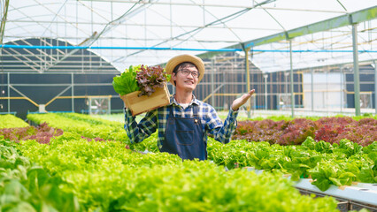 Young Asian smart farmer working with smart agriculture organic hydroponic vegetable greenhouse, Butterhead Lettuce, Green Oak, Red Oak for vegan salad.