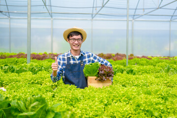 Young Asian smart farmer working with smart agriculture organic hydroponic vegetable greenhouse, Butterhead Lettuce, Green Oak, Red Oak for vegan salad.