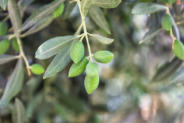 Tree branches with green olives and leaves outdoors, closeup