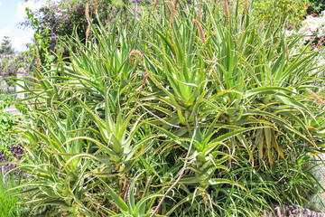 Fototapeta premium View of beautiful green aloe in park