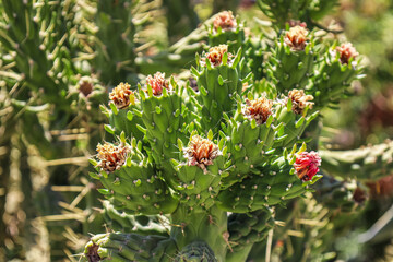 View of green cacti with blooming flowers outdoors, closeup