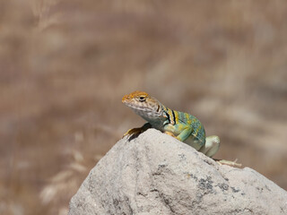 Collared Lizard on a Rock in Western Colorado in the Early Summer