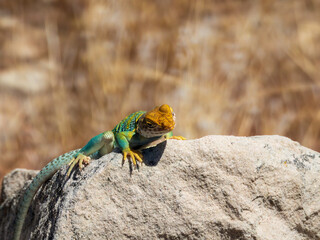 Collared Lizard on a Rock in Western Colorado in the Early Summer