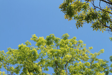 The leaves of light green spring are fresh.
