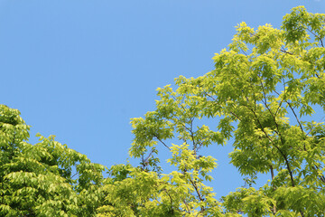 The leaves of light green spring are fresh.
