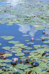 スイレンの花咲く池の風景 鳥取県 多鯰ヶ池