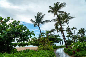 Fototapeta na wymiar Pacific Ocean and Palm Trees of Maui Overlooking Molokai Island