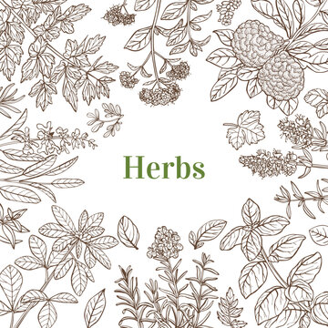 Hand-Drawn Color Square Template with Herbs