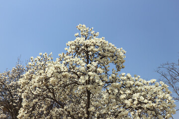 Background of the magnolia flowers in full bloom.
