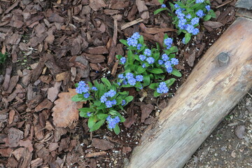 colorful spring flowers planted in the garden
