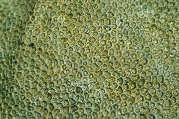 Beautiful abstract pattern of corals