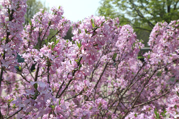 Obraz premium colorful spring flowers in full bloom 