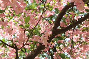 colorful spring flowers in full bloom
