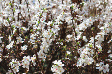 colorful spring flowers in full bloom
