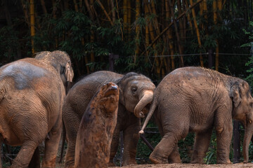 indian elephants at the zoo