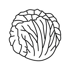 radicchio salad food line icon vector illustration