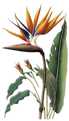 Obraz premium isolated bird of paradise flower photo, spring, illustration, transparent background, png, horizontal, vertical, generative ai