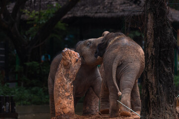 Elephants playing. Two enjoying communication, maybe smiling. Adult Asian Elephants. Interacting animals