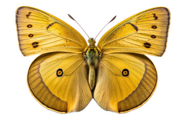 Obraz na płótnie Canvas Butterfly cutout