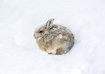Cottontail Bunny in Snow