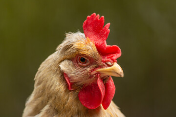 Gallina doméstica (Gallus gallus domesticus) Blanca