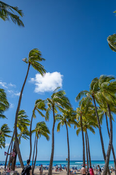 Palm Trees on a Beach Under Turquoise Sky with a White Cumulus Cloud.