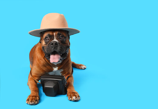 Boxer dog with hat and camera case lying on blue background