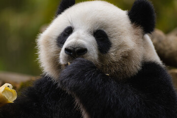Obraz premium Hungry giant panda bear eating bamboo