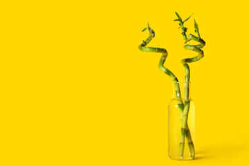 Bamboo plant in vase on yellow background