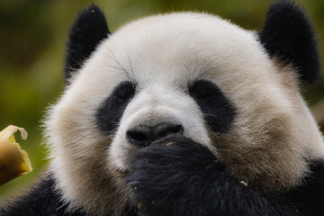 Giant panda touching his own face while eating
