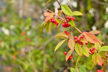 Plant branches with red berries outdoors, closeup