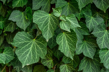 Fototapeta na wymiar View of green ivy leaves outdoors, closeup