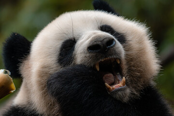 A young giant panda is very happy to eat bamboo, close up image