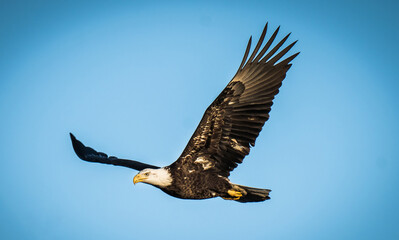 Bald Eagles