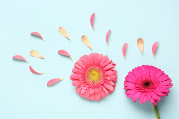 Composition with beautiful gerbera flowers and petals on blue background