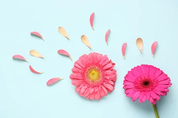 Gordijnen Composition with beautiful gerbera flowers and petals on blue background © Pixel-Shot