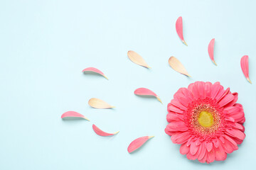 Composition with beautiful gerbera flower and petals on blue background © Pixel-Shot